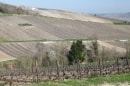 vignes champenoises entre vers Mareuil-le-Port